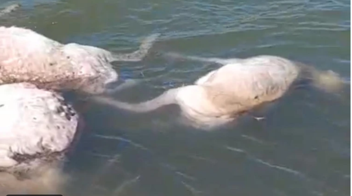 30 сайгаков утонули в ЗКО