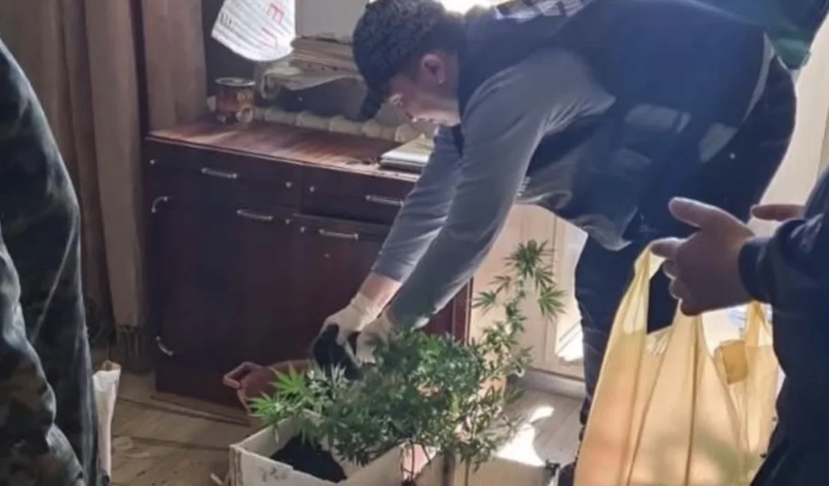 Өскеменде есірткіні гүл тәрізді етіп, өз үйінде өсірген адам ұсталды