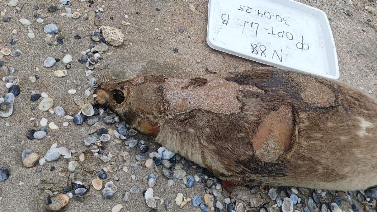 Каспий жағалауынан 90-ға жуық итбалықтың өлексесі табылды