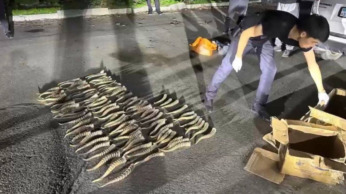 Жетісу облысында киік мүйіздерін заңсыз сатқан теміртаулық ұсталды