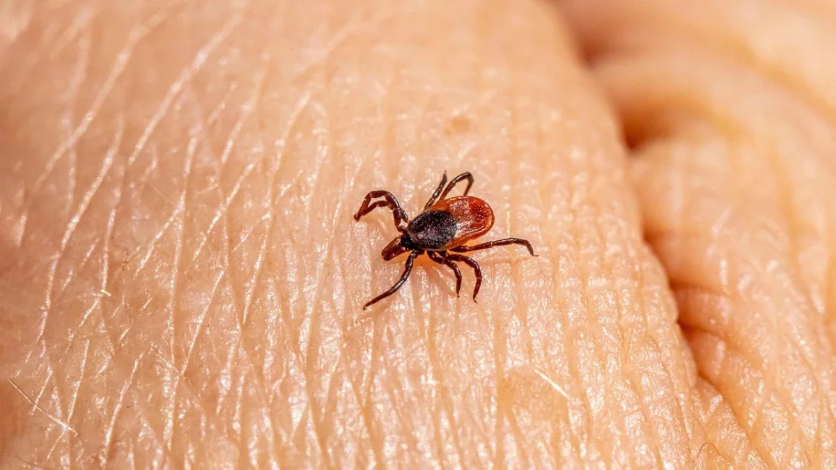 Алматыда 900-ден астам адамды кене шаққан