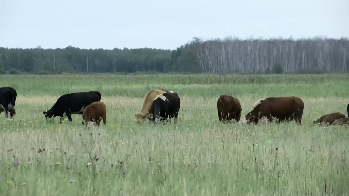 Мемлекет қаржысын жымқырған оралдық кәсіпкер қамалды