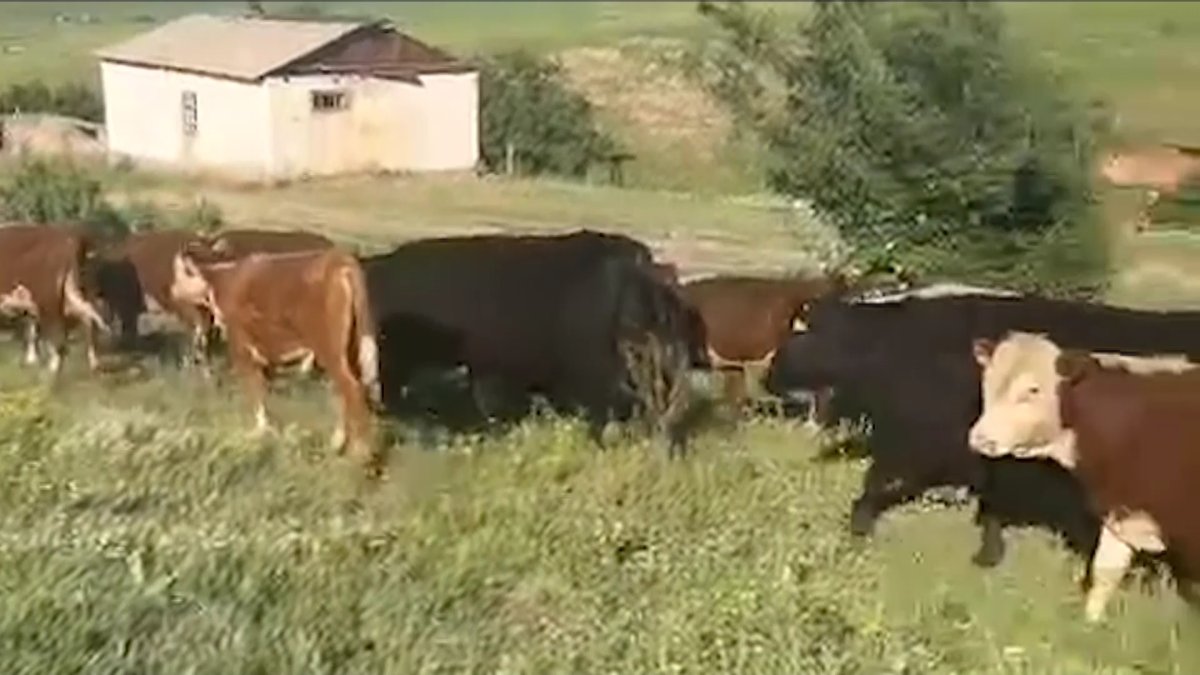 Жамбылда жылқы мен сиырды ұрлап, тау асырып жатыр
