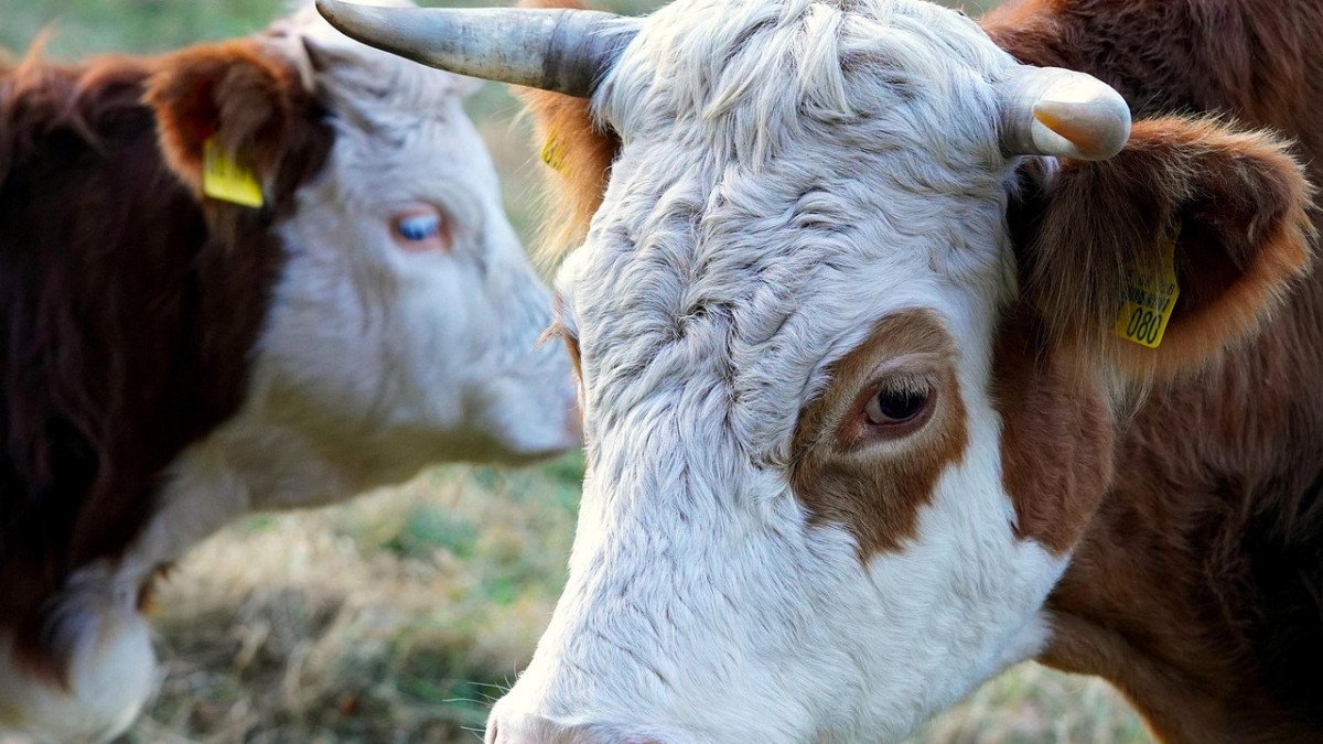 Қазақстанда бұқаларды экспорттауға уақытша тыйым салынды