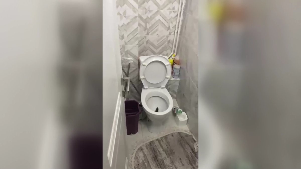 Қарағандыда егеуқұйрық қаптады