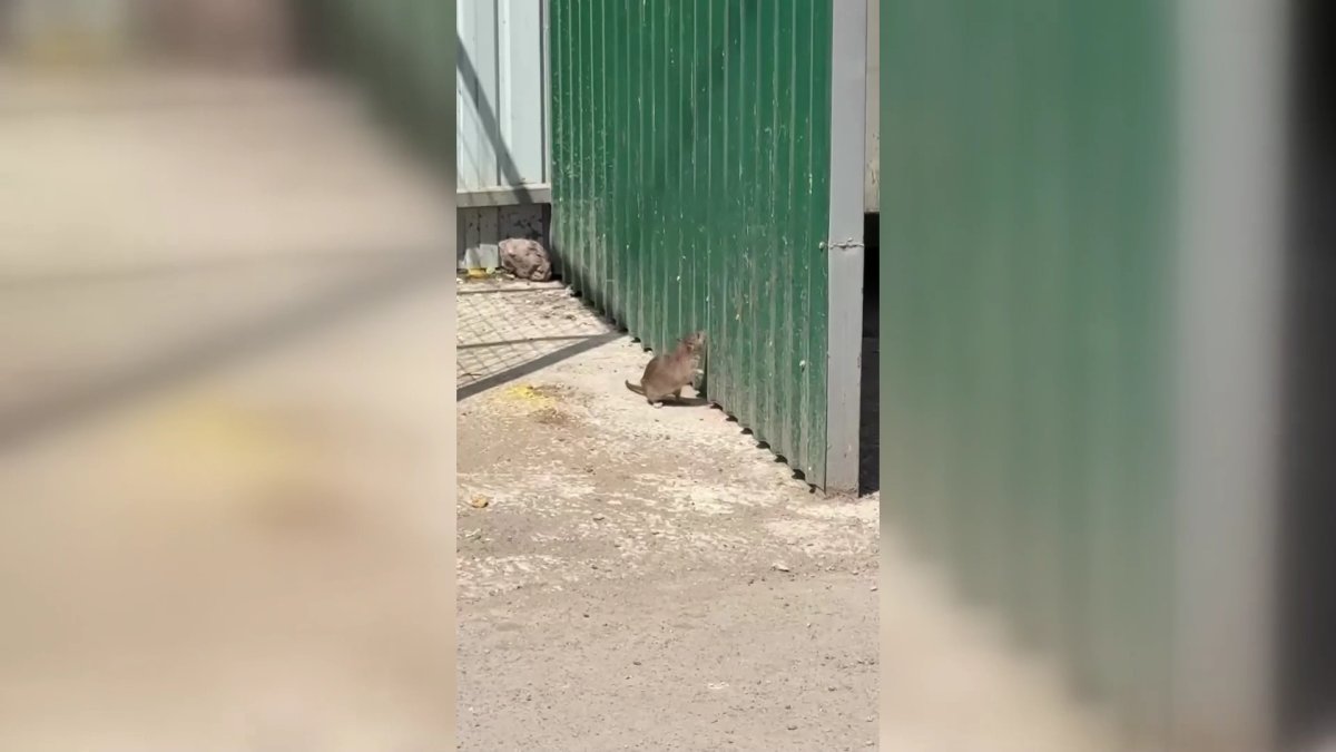 Они заползают в квартиры: на нашествие крыс жалуются жители одного из микрорайонов в Караганде