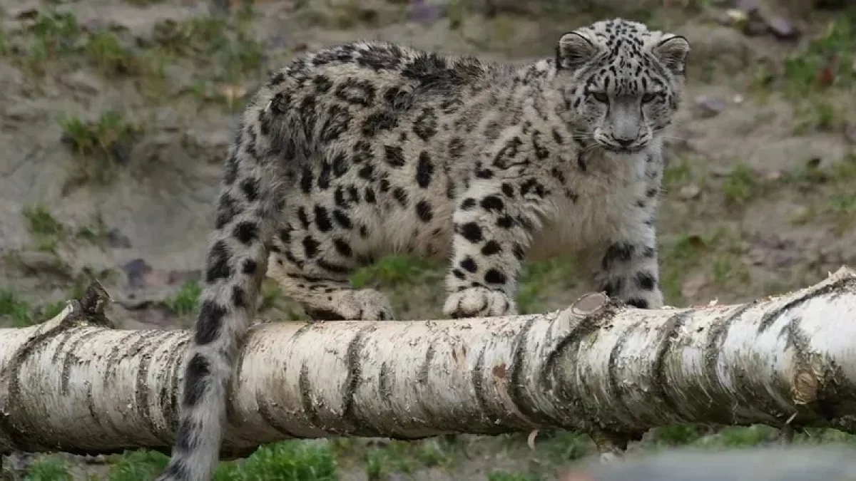 Алматы облысында қар барысы фототұзаққа түсіп қалды