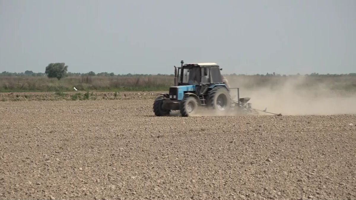 Түркістан облысында күріш еккісі келген мақташылар тығырыққа тіреліп тұр