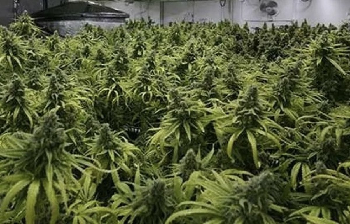 Плантацию конопли прямо у дома разбил житель Байконура