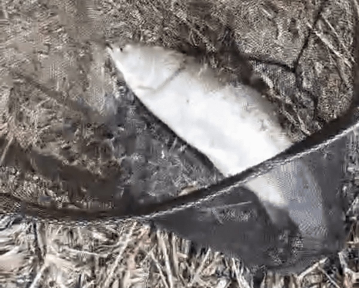 Крупная форель сбежала из рыбного хозяйства в Бухтарминское водохранилище