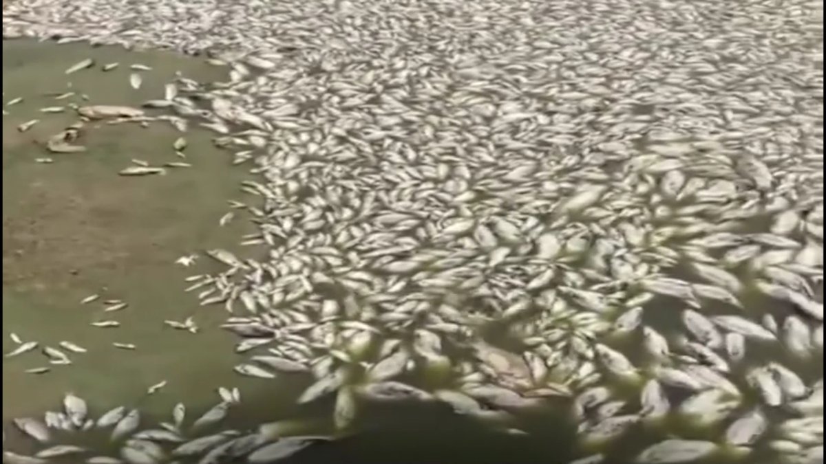 Атырауда балық шабақтары қырылып жатыр