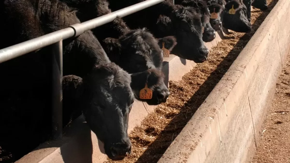 Жамбыл облысында малшы 14,5 млн теңгені құмар ойынға салған