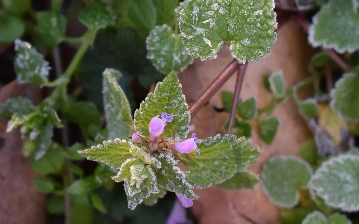 Мамырдағы тосын мінез: Қазақстанда 24–26 мамыр аралығында үсік жүреді