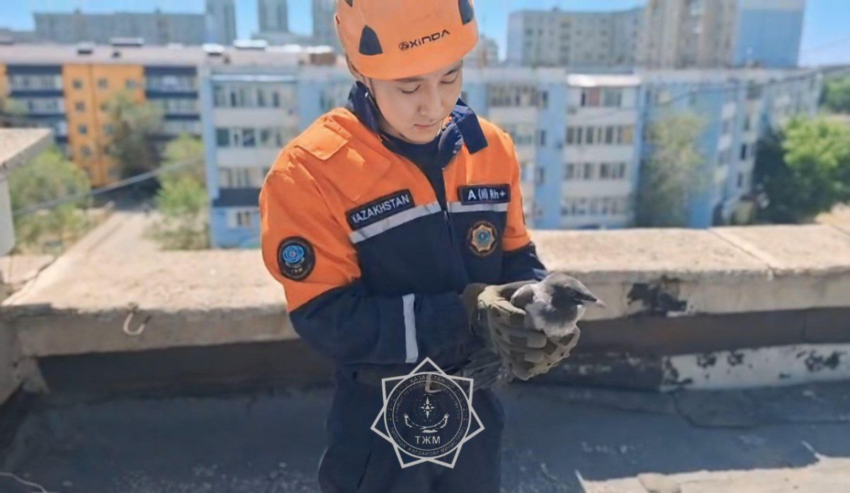 Ворону спасли в Актобе