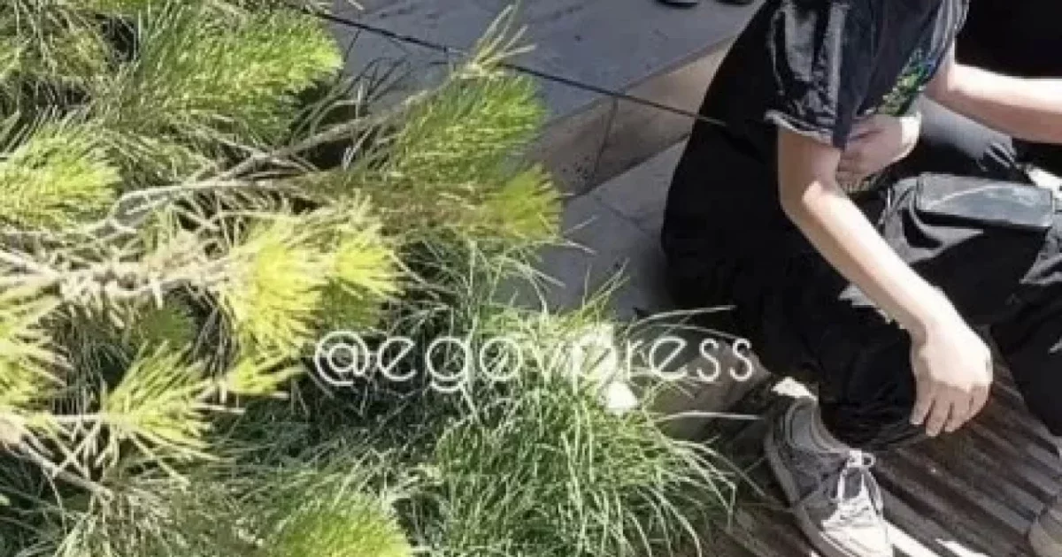 Шымкентте көшеде өтіп бара жатқан жасөспірімге садақ оғы тиген
