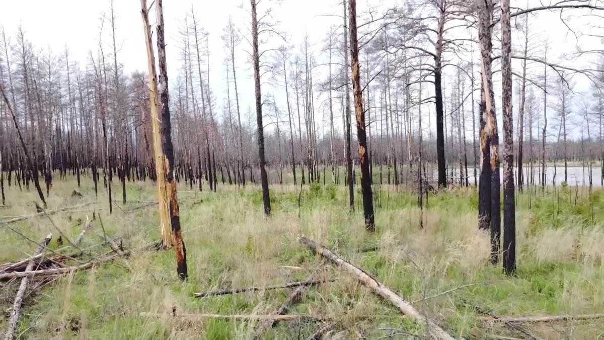 Вопросы увеличения лесного фонда Казахстана обсудили мажилисмены в Костанае