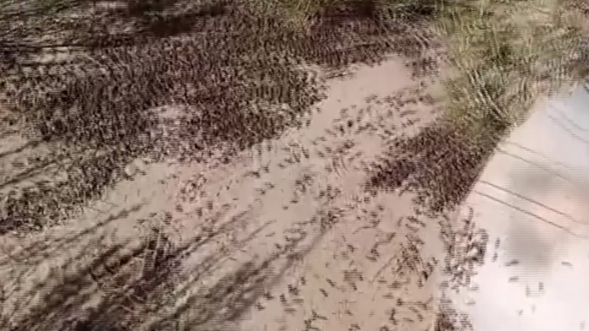 Саранча атакует один из районов Актюбинской области