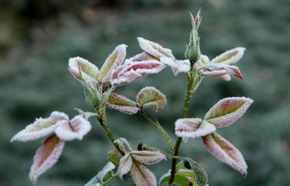 Заморозки до -3 обещают в конце мая