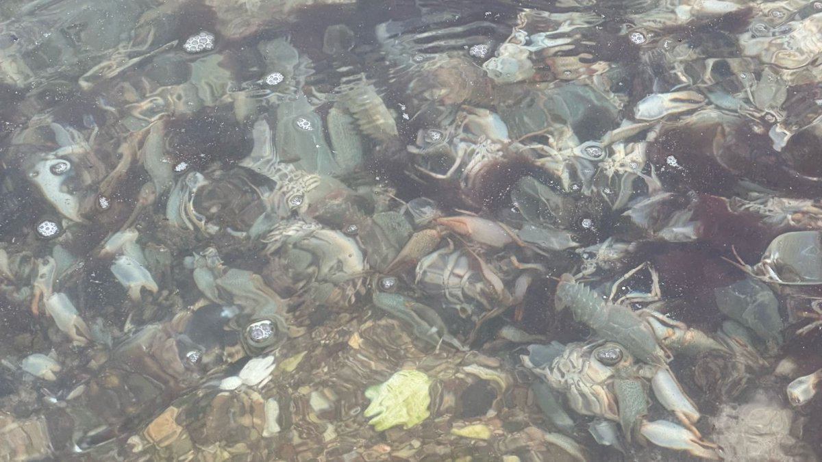 Мертвых раков обнаружили в водосбросном канале в Актау