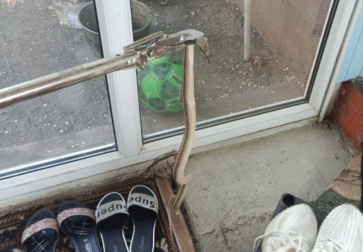 Ядовитая угроза: семью из Тараза спасли от змеи