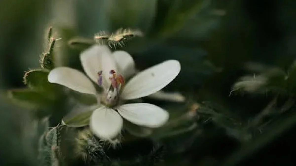 Алдағы күндері ауа райы 38 градусқа дейін ысиды