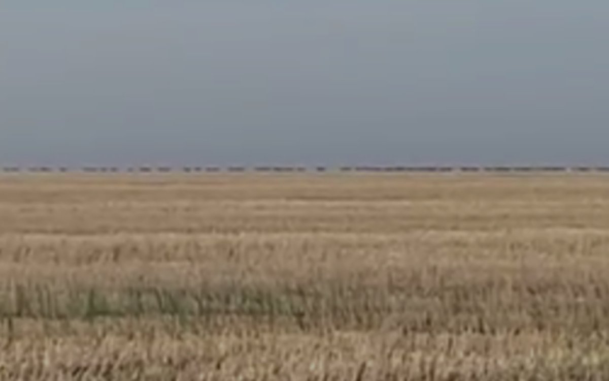 Полчища сайгаков вытаптывают посевы в Актюбинской области