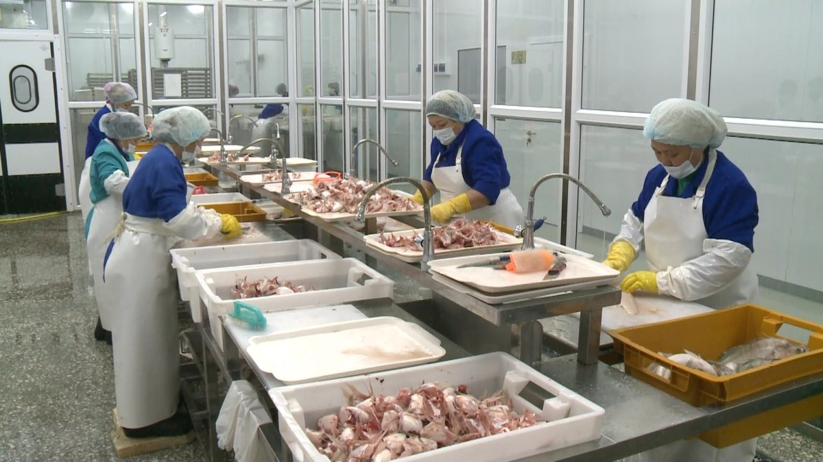 Елімізде балық өнімдері нарығының көлемі 7 процент артқан