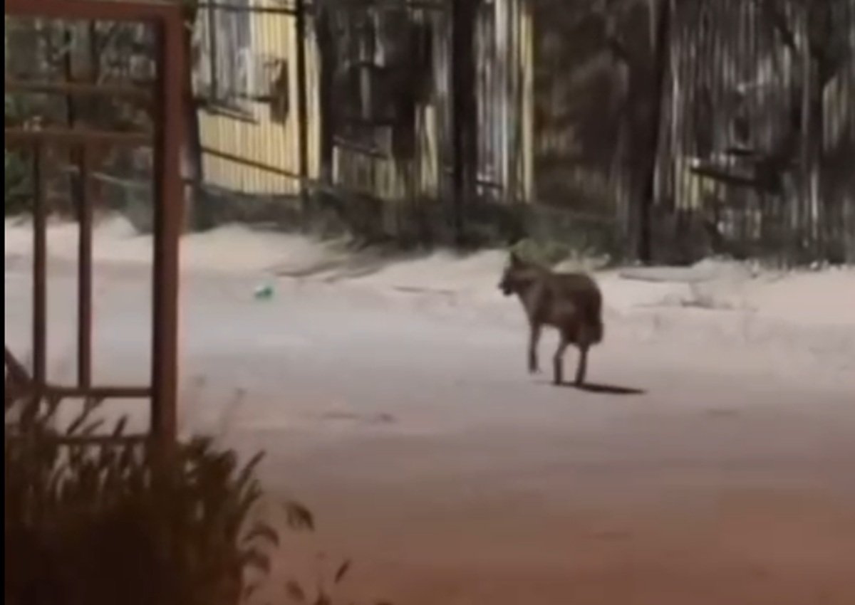 Шакала заметили в одном из микрорайонов Актау