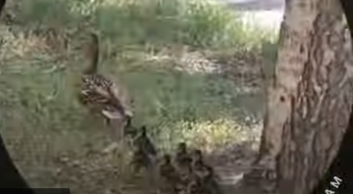 Дикая утка выгуливала свое потомство в центре Усть-Каменогорска