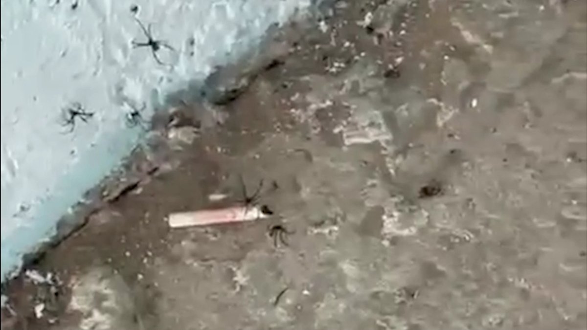 Атыраулықтар қарақұрт шағып ауруханаға түсіп жатыр