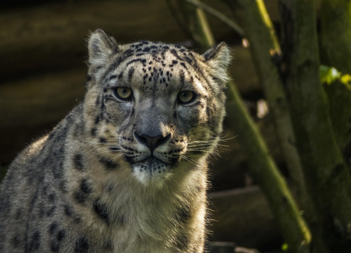 Полосатый патруль: снежного барса запечатлела фотоловушка в нацпарке Кольсая