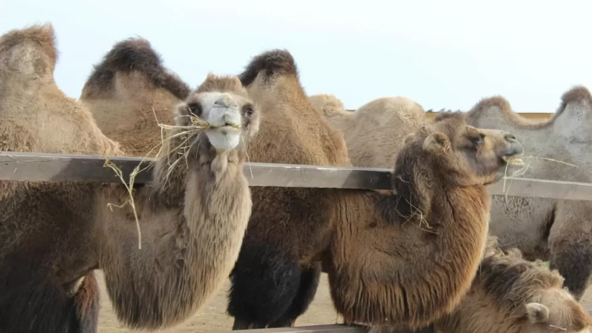 Атыраулық шаруалардың жанайқайы: Қазақстанда қарақұрт шаққан малға өтемақы төленбейді