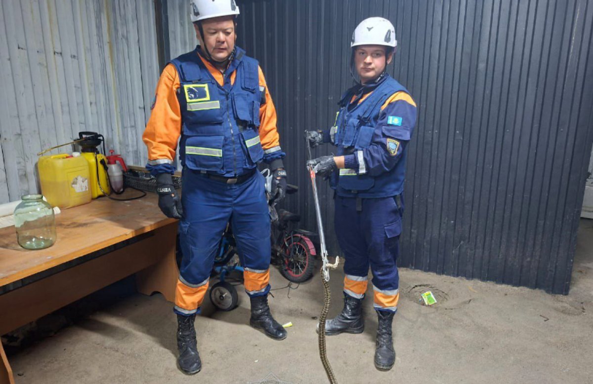 Трёх змей выловили спасатели в домах казахстанцев