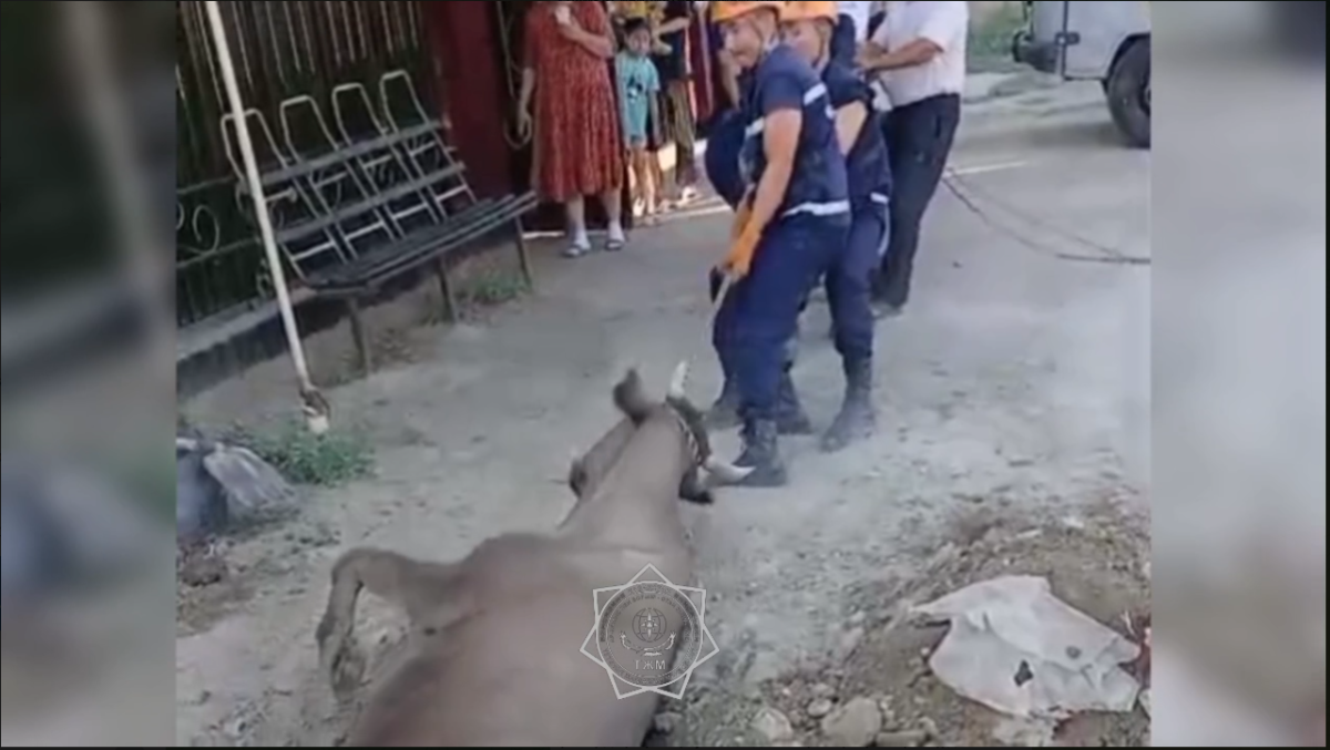 Спасатели МЧС вытащили корову из канализационного колодца в Кызылорде