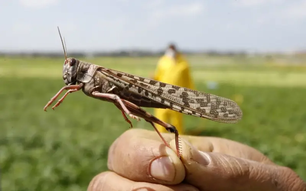 Биыл Қазақстанда шегіртке таралуы мүмкін аумақ 2,1 млн гектарға жетуі мүмкін