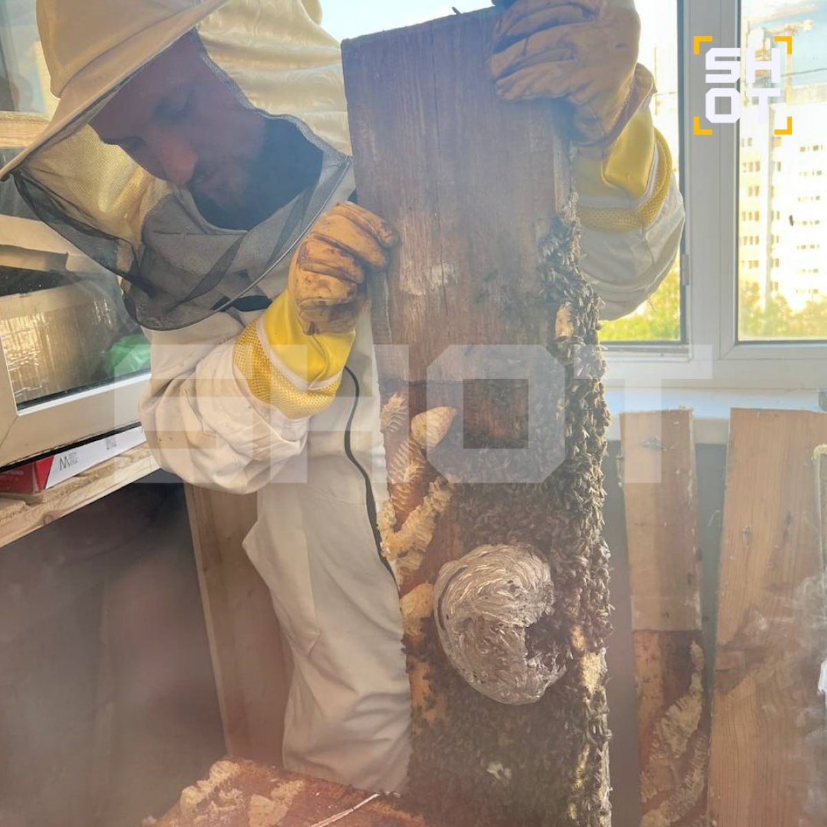 Несколько тысяч пчёл устроили медовый бум на балконе у жителей Казани