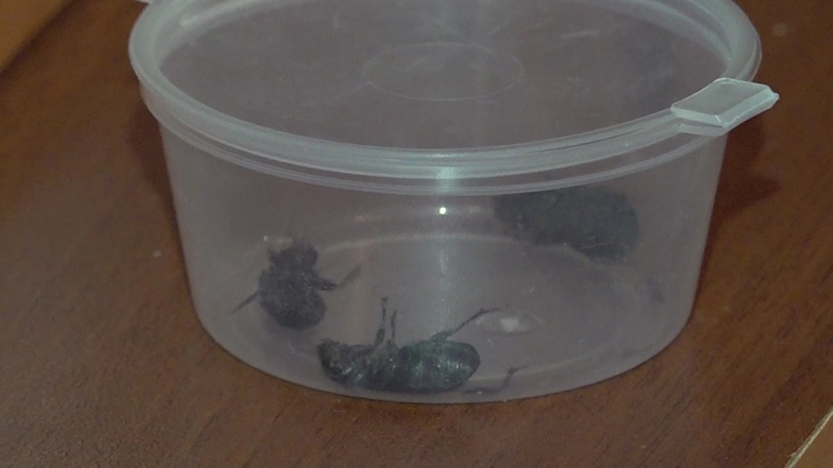 На нашествие черных жуков жалуются жители поселка Бейнеу в Мангистауской области