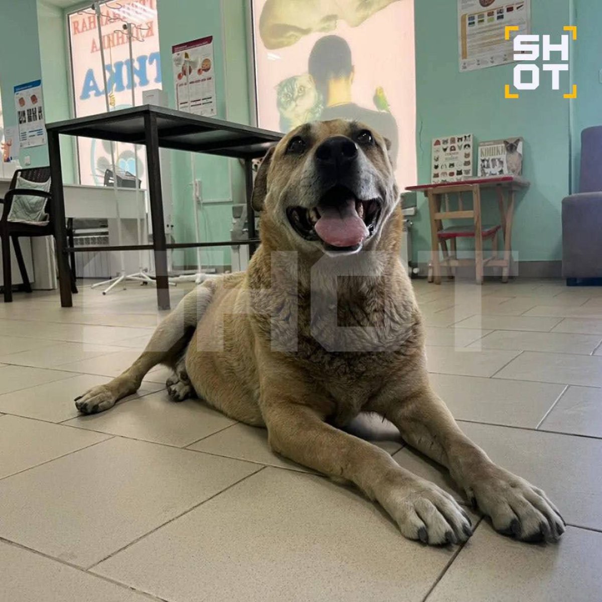 Бездомная собака самостоятельно пришла в ветклинику за помощью