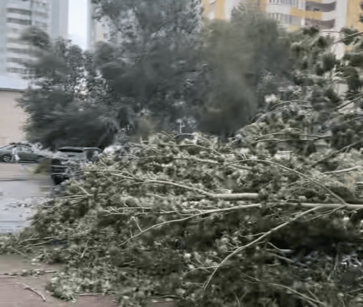 Дерево упало на девушку с ребенком в центре Павлодара