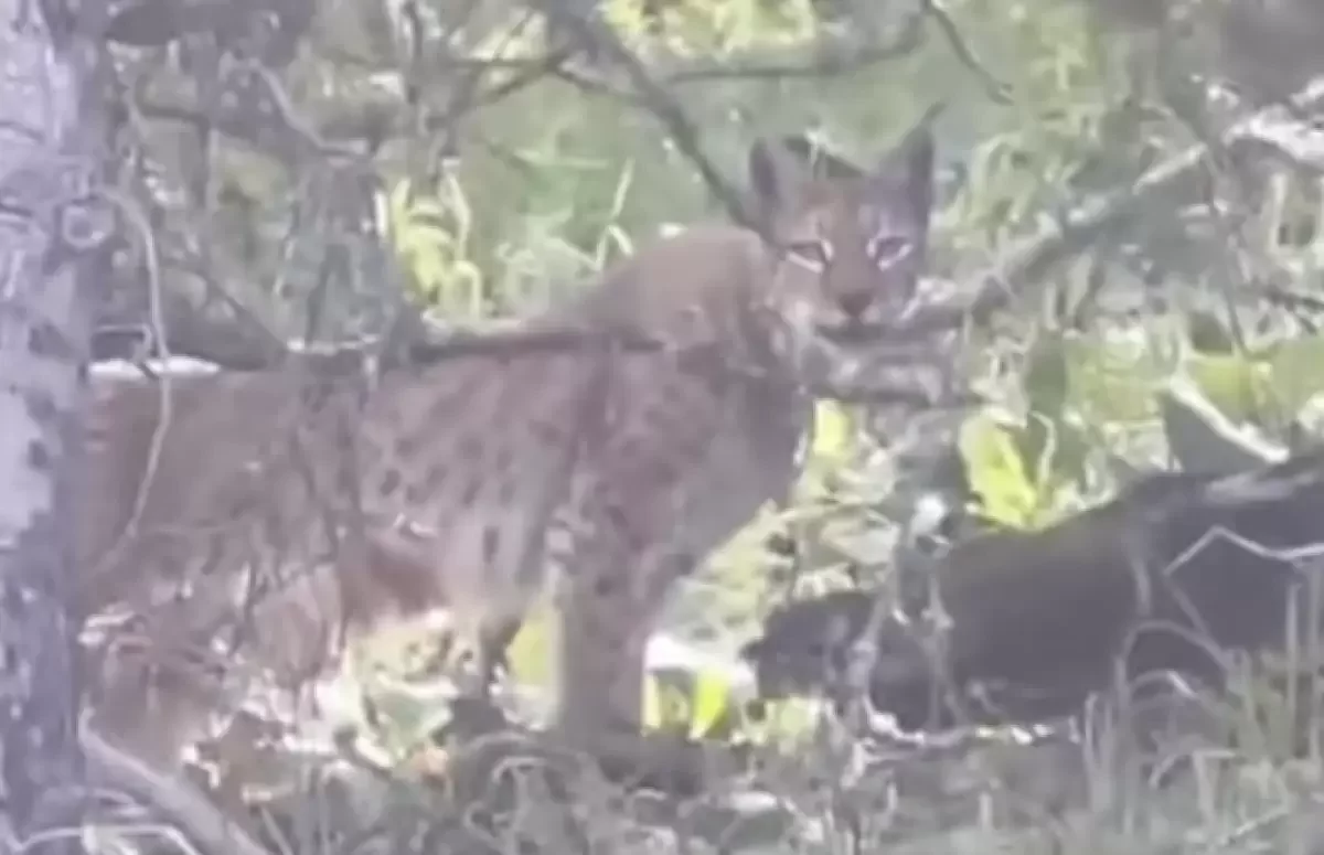 Катонқарағайда адам көзіне сирек түсетін жыртқыш видеоға түсіп қалды