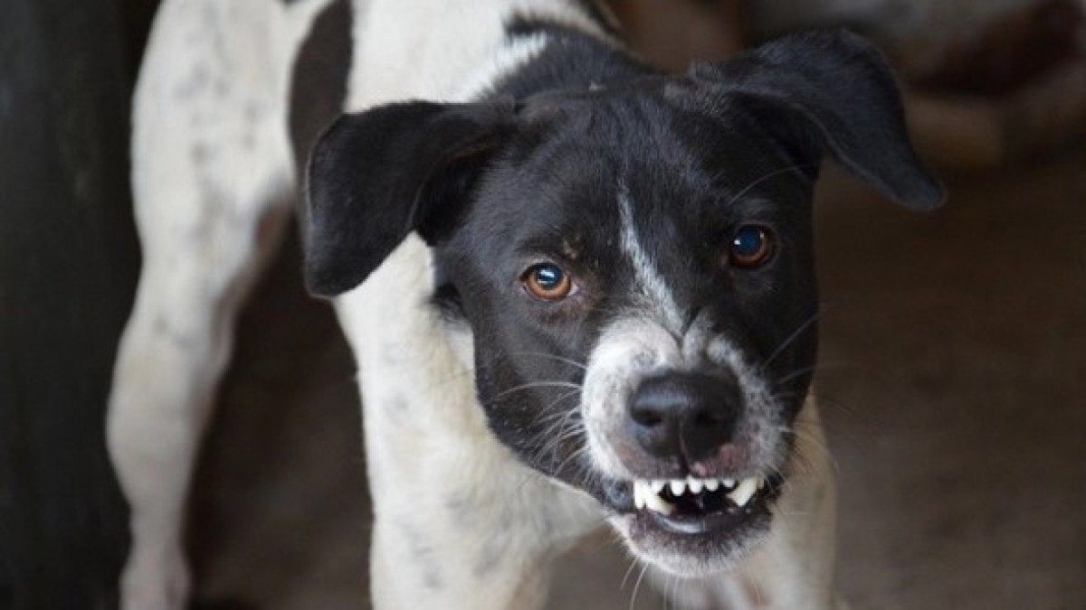 Абай облысында ит қапқан ер адам қайтыс болды