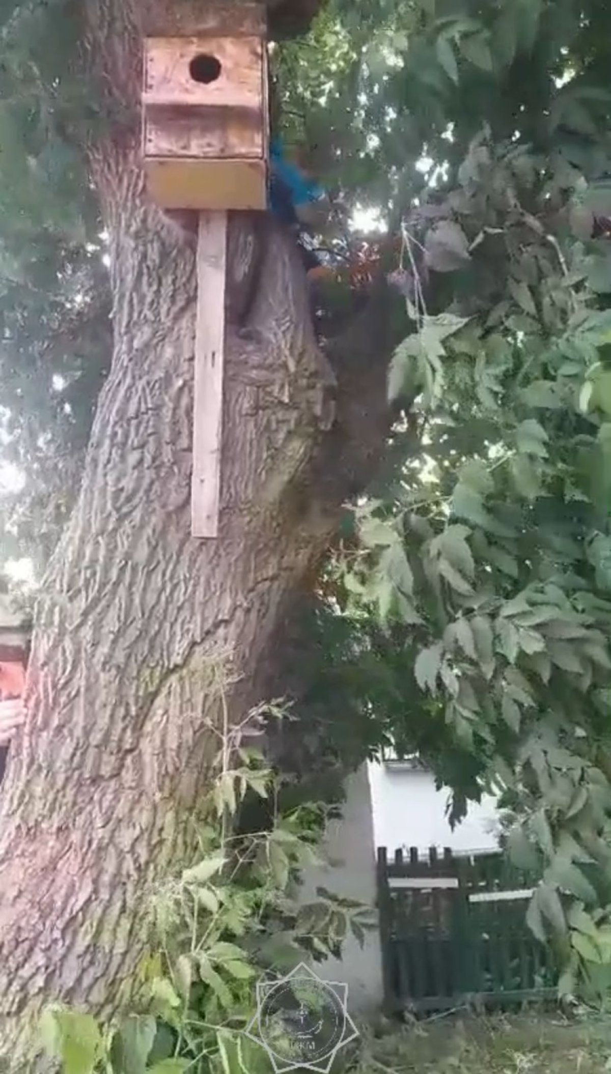 Бала биік ағашқа шығып кеткен