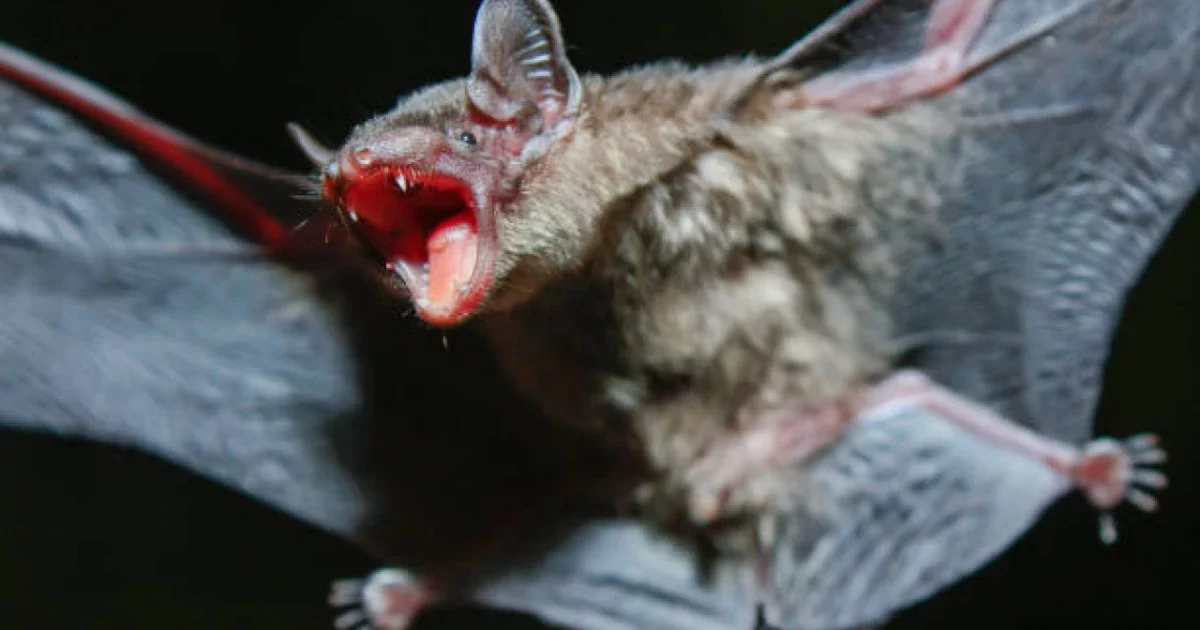 "Ми мен өкпе ауруына ұшыратуы мүмкін": Қытайда жарқанаттан адамға қауіп төндіретін жаңа 2 вирус табылды