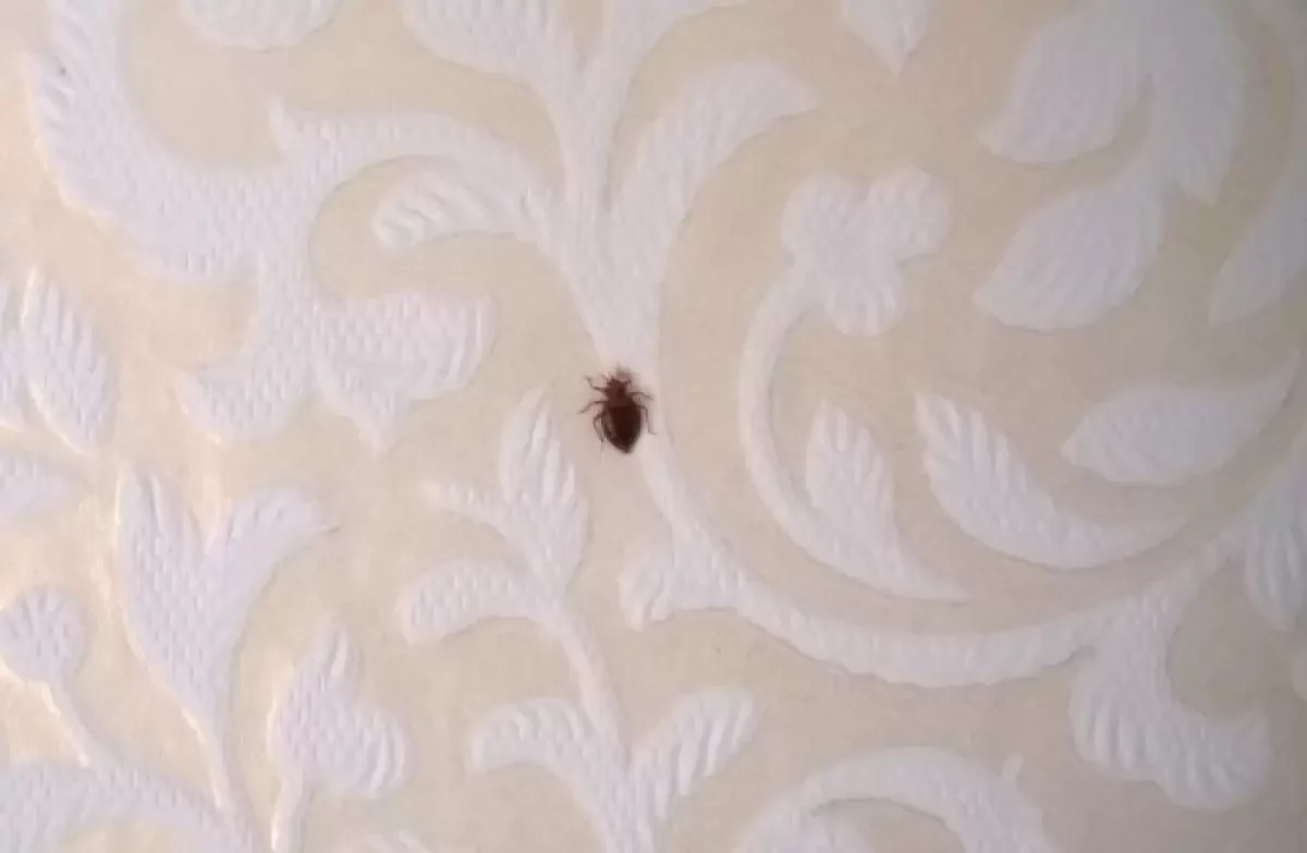 Алматыда қандала қаптады: әкімдік себебін түсіндірді