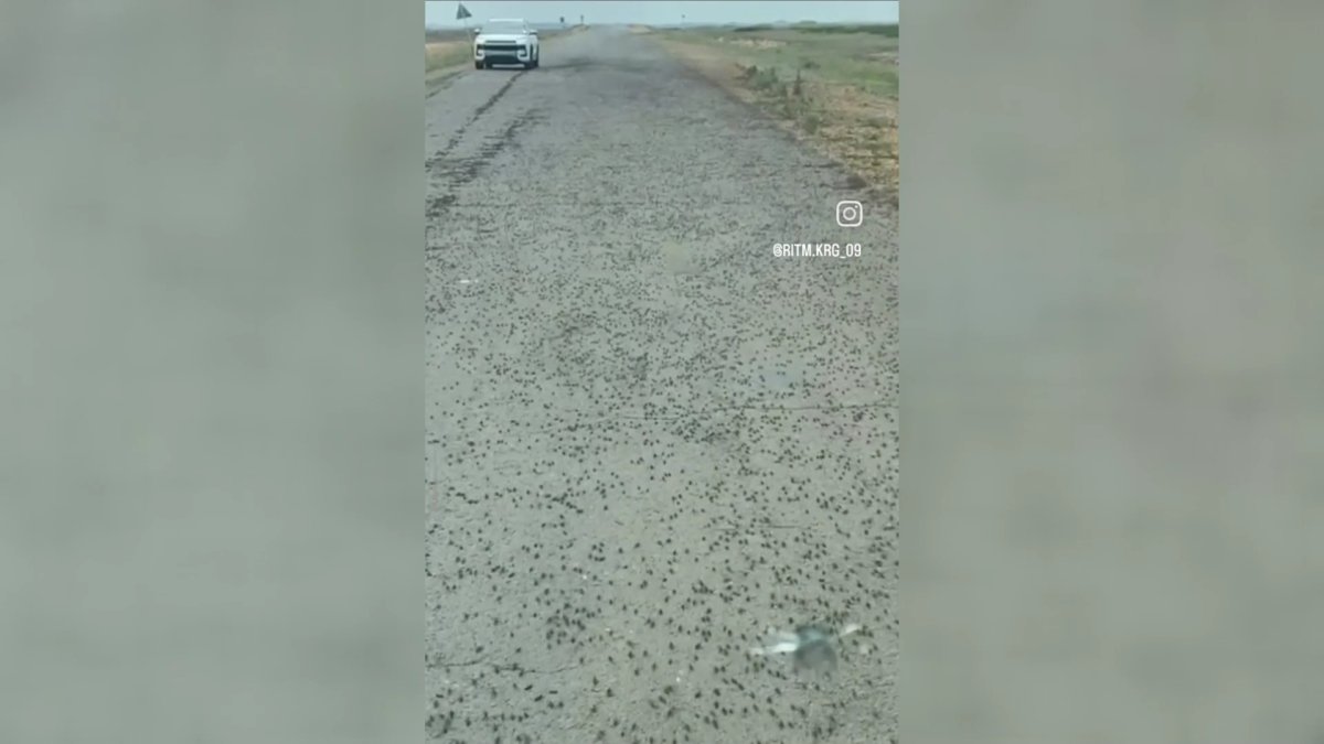 На борьбу с саранчой в Карагандинской области направлены самолеты, дельтаплан и дроны