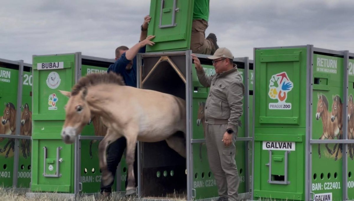 Лошади Пржевальского прилетели в Казахстан военными самолётами
