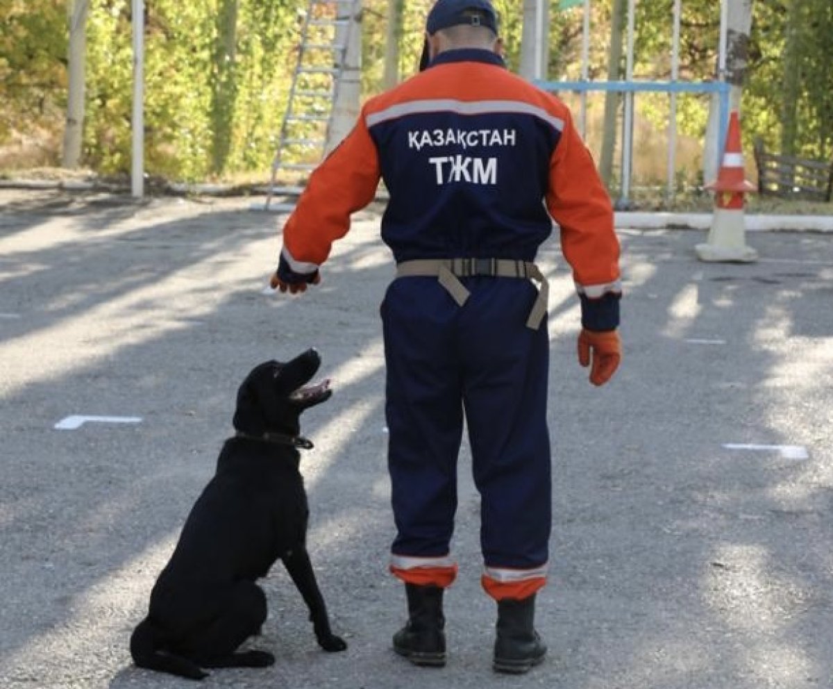 Служебные собаки МЧС сдали «экзамены»