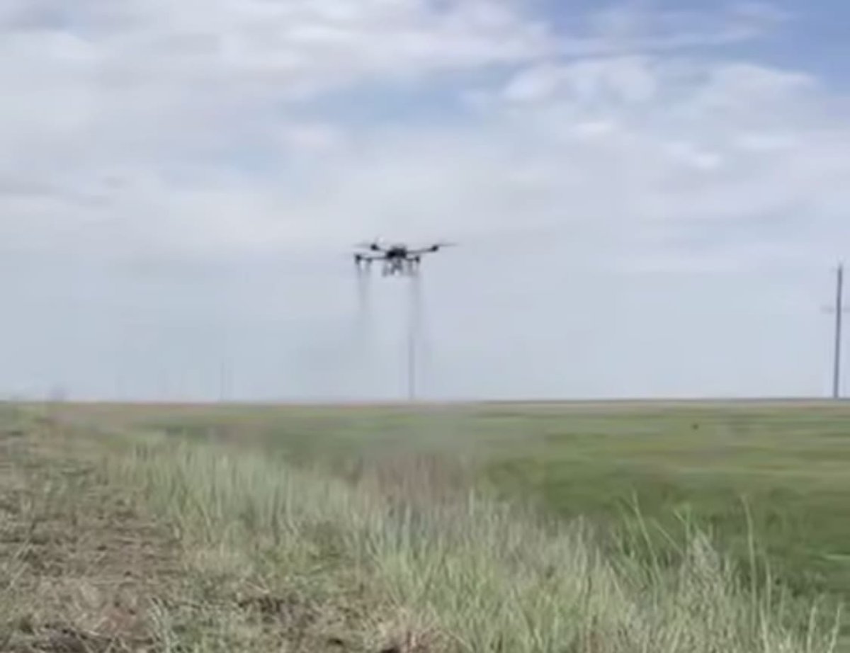 Саранчу травят с дронов в Костанайской области