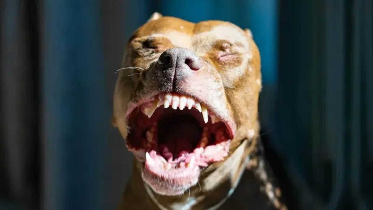 Алматы маңында қабаған иттер 10 жасар баланы талап тастаған