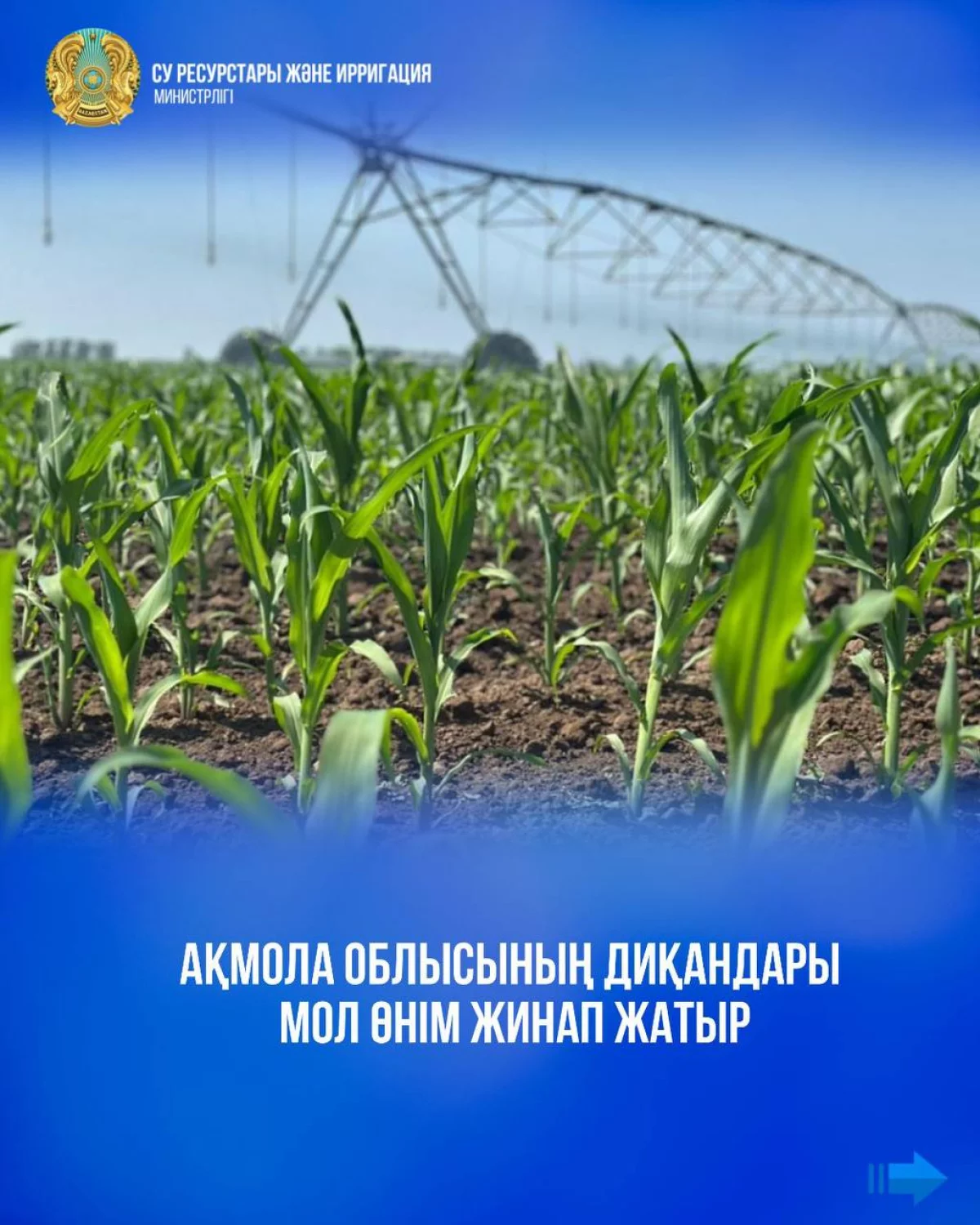 Ақмола облысының диқандары мол өнім жинап жатыр